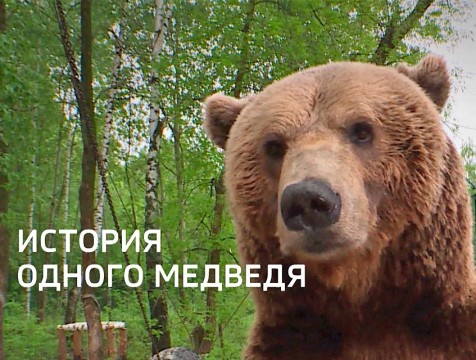 Специальный репортаж. История одного медведя