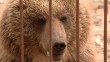 Феникс-Медведь1-0407.jpg