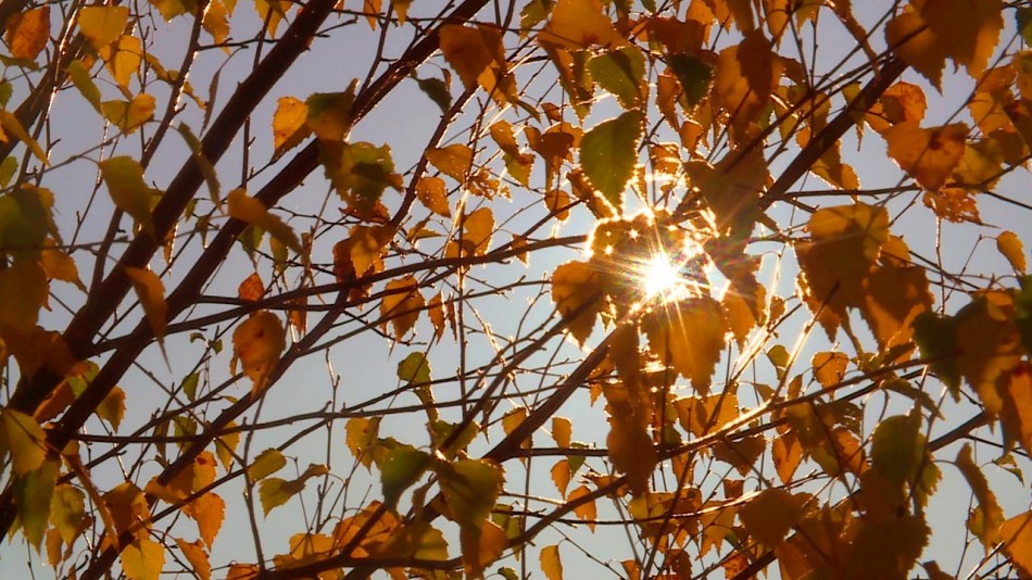 Погода-листья-солнце1109.jpg
