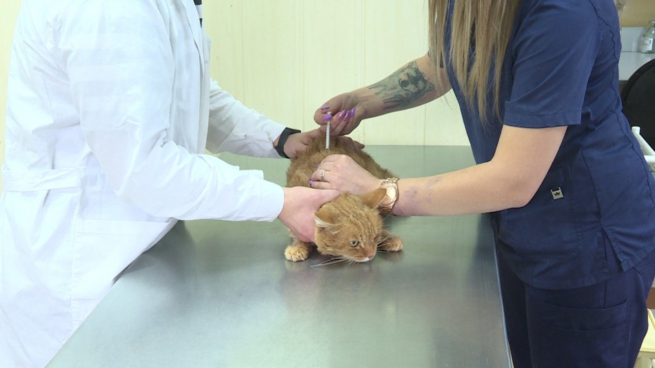 вакцинация-кот-бешенство-ветеринар-0928.jpg