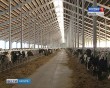 Ферма-Коровы0204.jpg