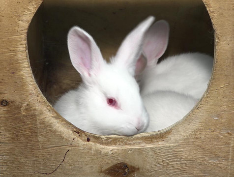 Как ухаживать за кроликами дома, и чем они могут быть опасны для человека — ТСН 24