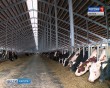 Ферма-коровы5-0210.jpg