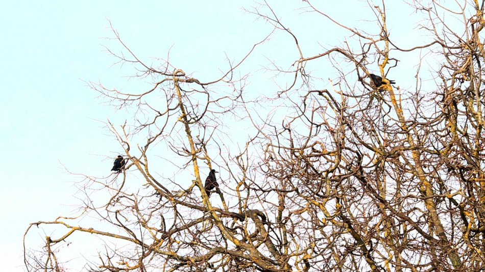 Птицы-на-дереве0413.jpg