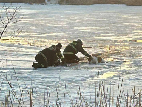Кировские спасатели вытащили провалившуюся под лед собаку