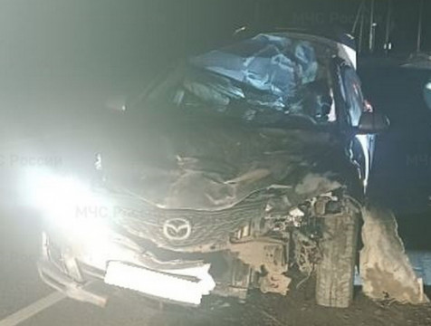Несколько человек пострадали при наезде автомобиля на лося в Бабынинском районе