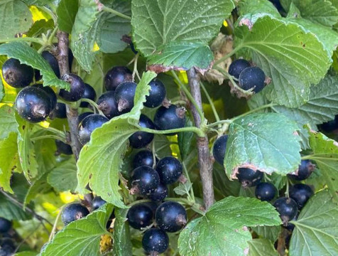 Два новых сорта черной смородины вывели в Калужской области