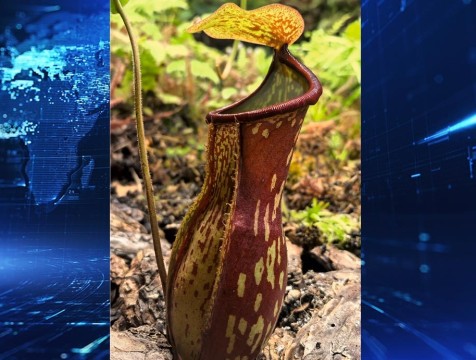 Редкого хищника показали в калужском ботаническом саду