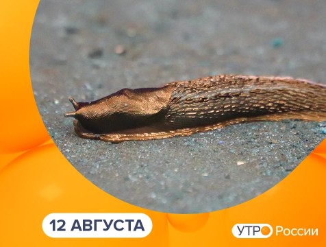 Утро России. Калуга (12.08.2025)