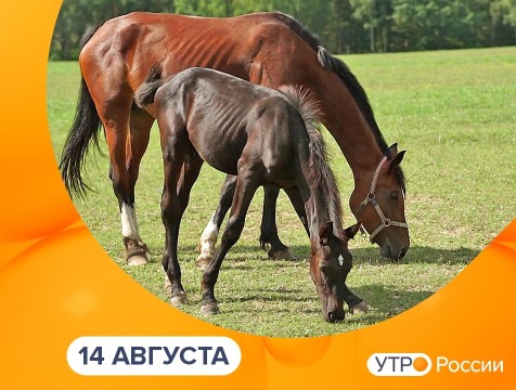 Утро России. Калуга (14.08.2025)