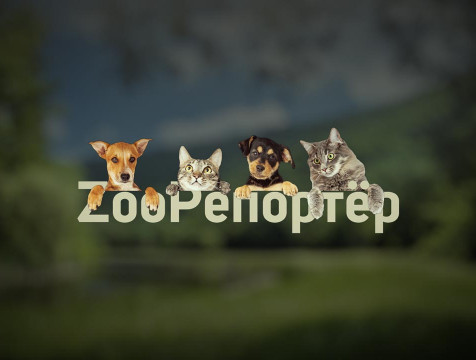 ZooРепортёр (18.02.2023)