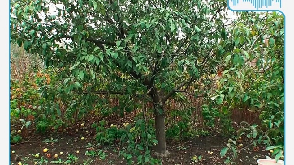 Радио-Сад-плодовое-дерево.jpg