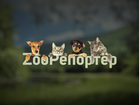 ZooРепортёр (10.08.2024)