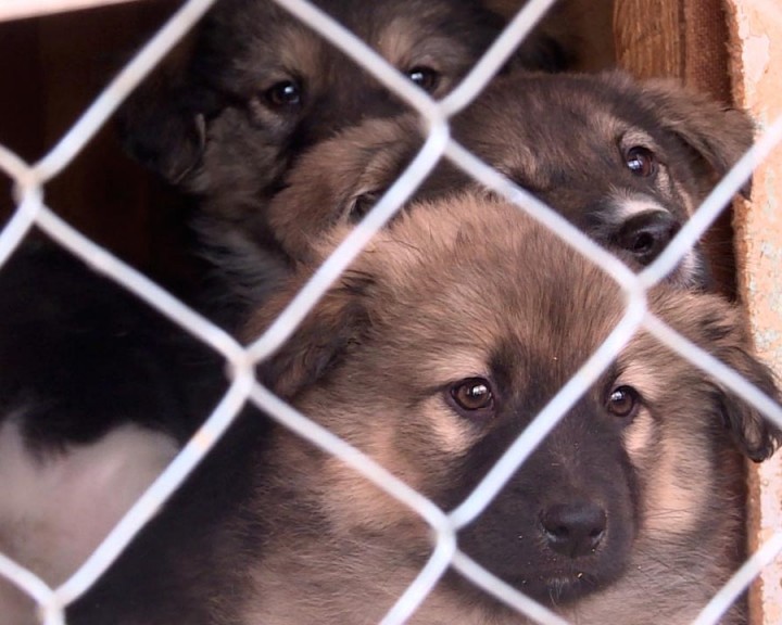 Приют-щенки-1211.jpg