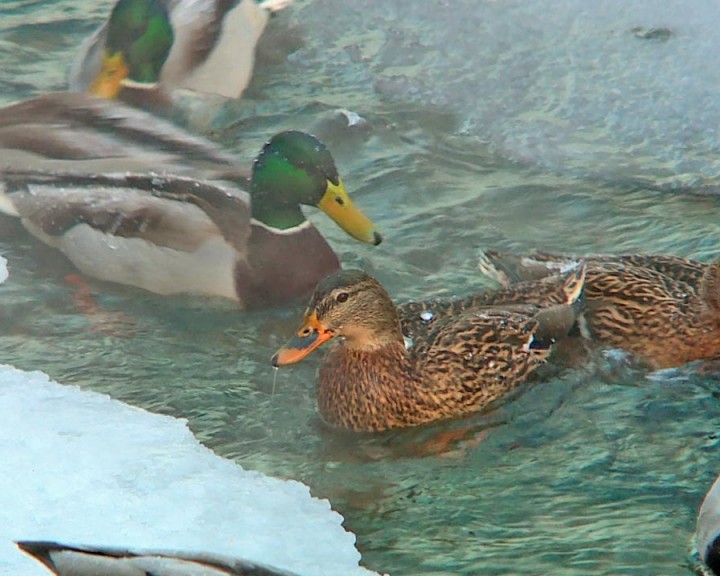 Утки-0123.jpg
