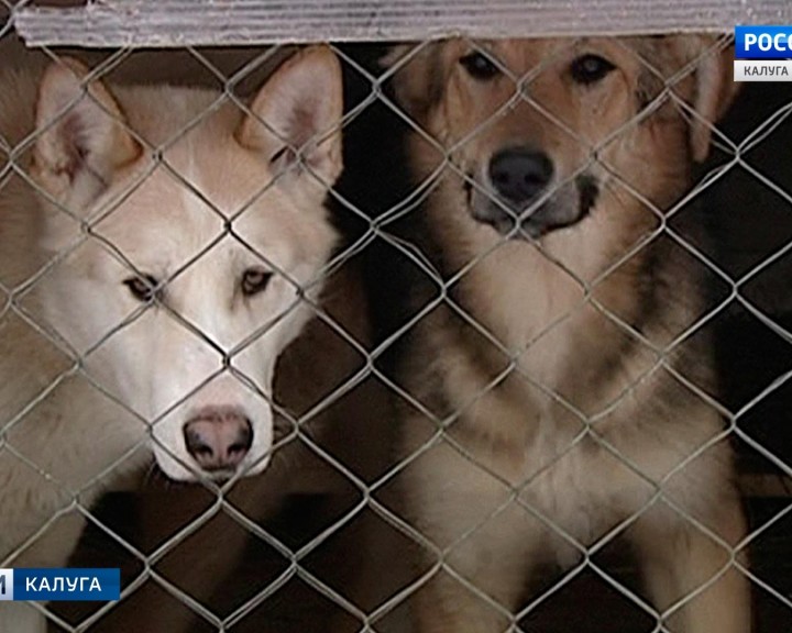 Собаки-приют0216.jpg