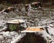 ЛесозаготовкаПеньки-0402.jpg