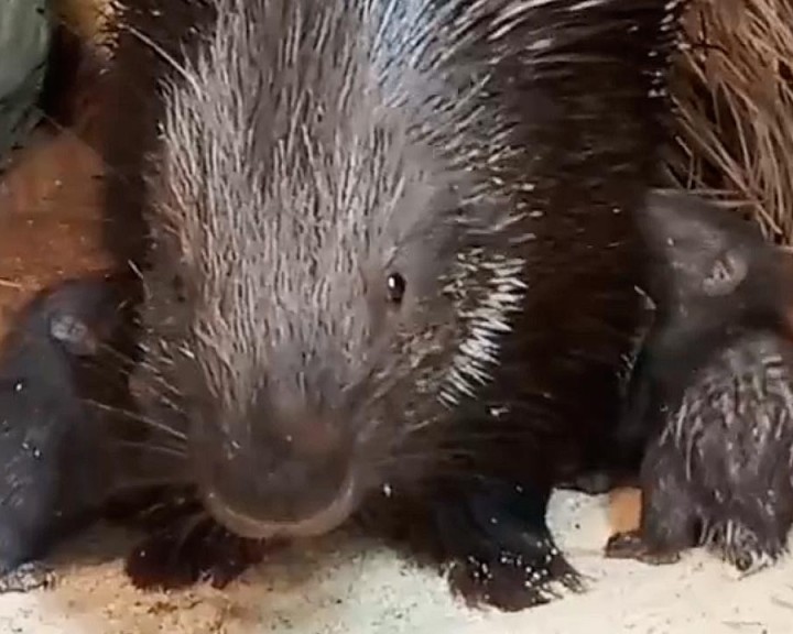 дикобразы0405.jpg