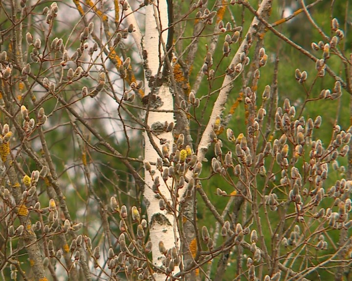 Верба-0411.jpg