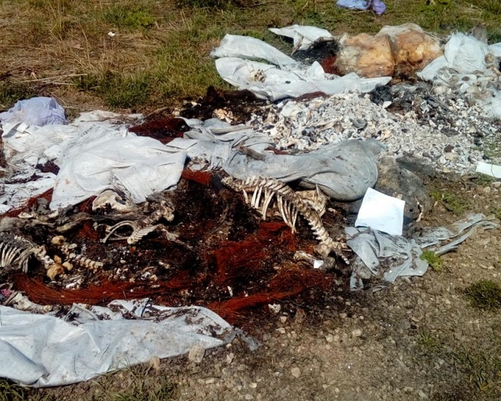 Свалка-биоотходов-0423.jpg