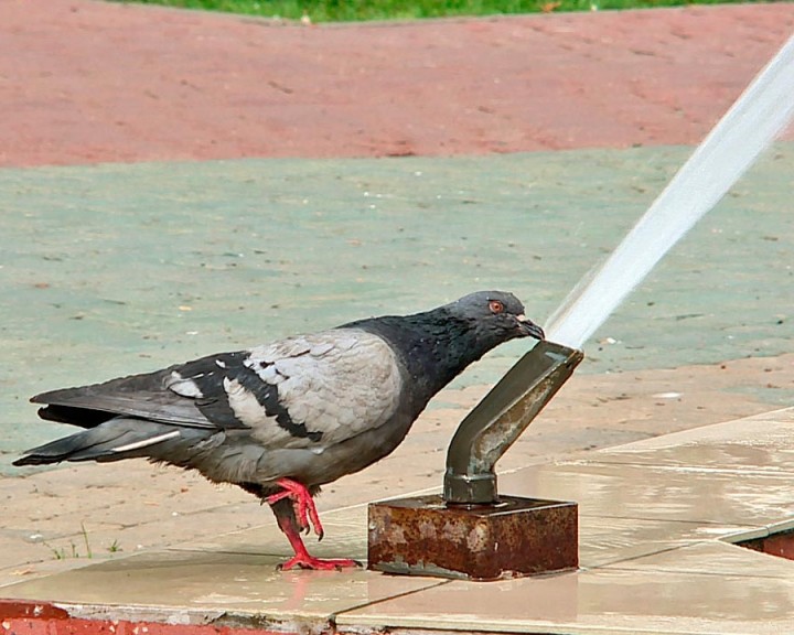 Голубь-фантан-0520.jpg