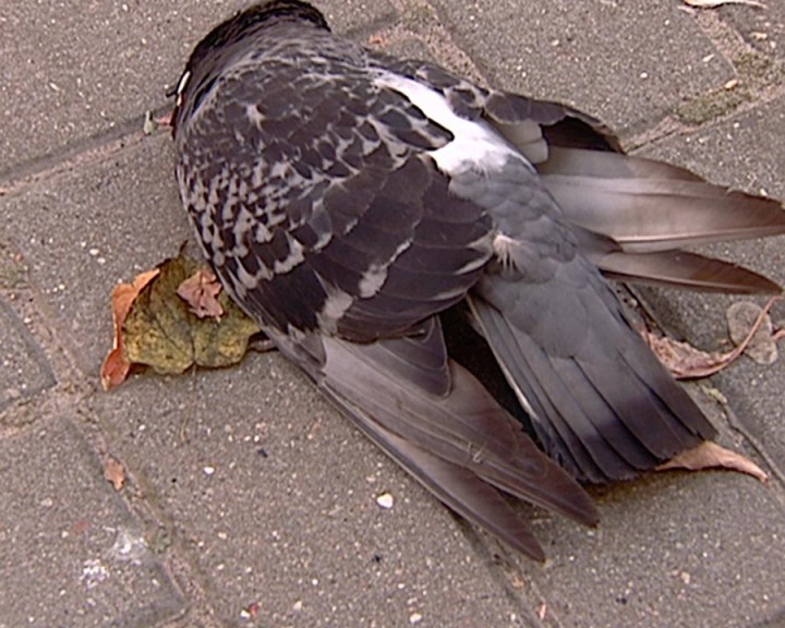Голубь-мёртвый0731.jpg