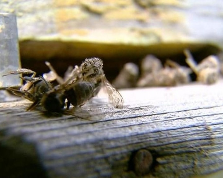 Пчёлы2 0905.jpg