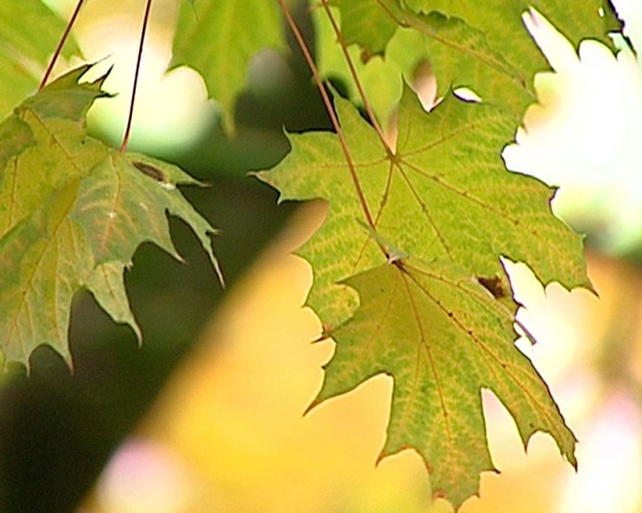 Лист-клёна-Погода-0930.jpg