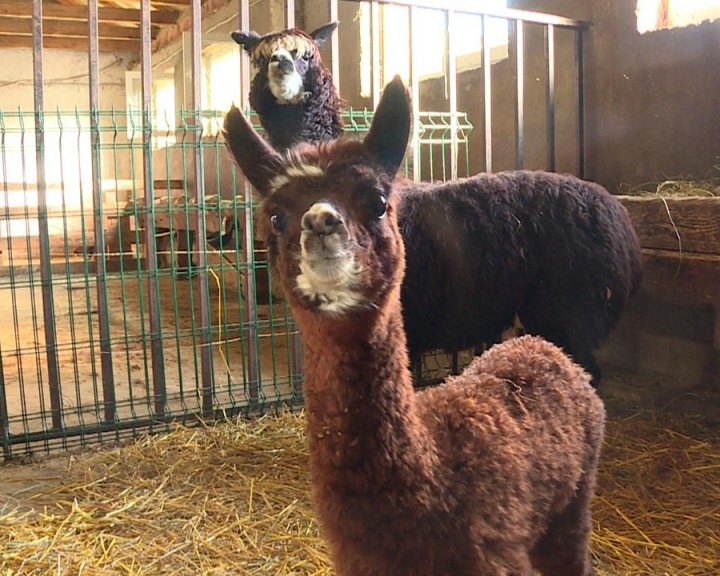 альпака-биосфера-1-1023.jpg
