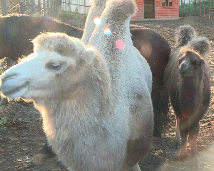 альпака-биосфера-5-1023.jpg