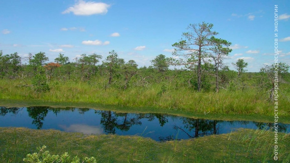 болото-большое-игнатовское-0707.jpg