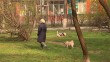 выгул-собак0413.jpg