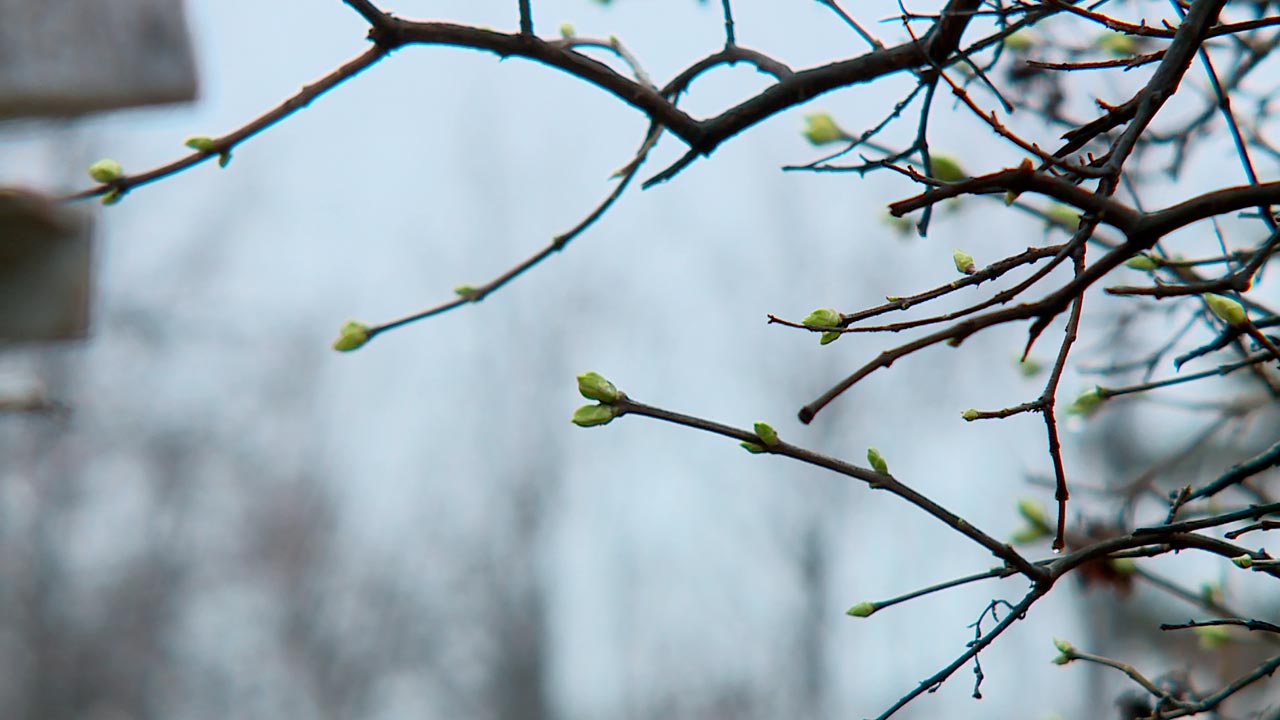 в ветреную погоду из гнезда. диктант спасение птенца. птицы вьющие гнезда на березах. горихвостка чернушка гнездо. в ветреную погоду из гнезда.