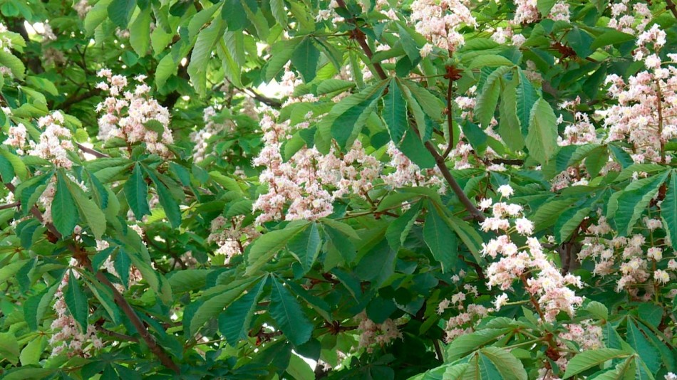 Каштан-цветёт0521.jpg