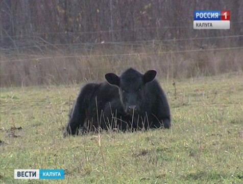 Делегация Минсельхоза РФ оценила калужский опыт создания ферм