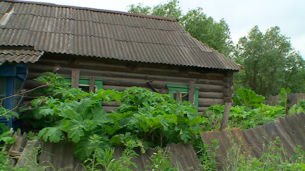 Мещовское село Гаврики поглотил борщевик Сосновского