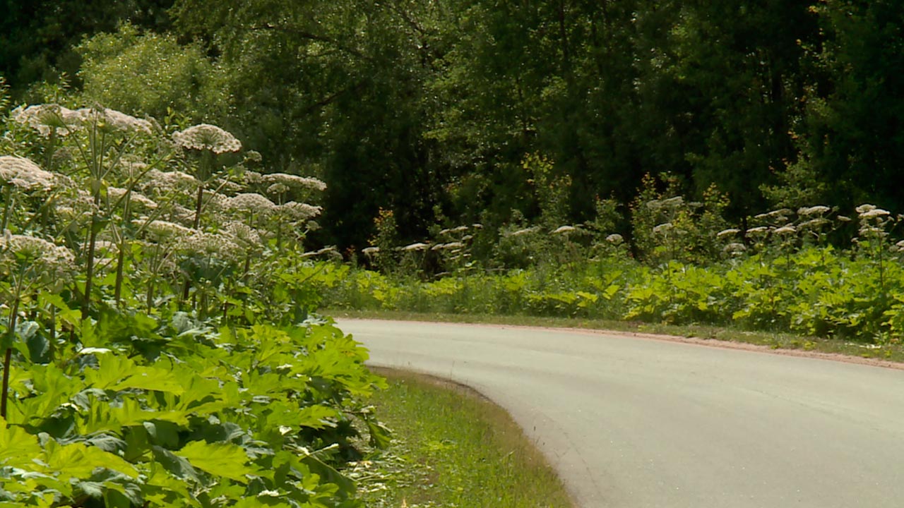 Растения калужской области фото