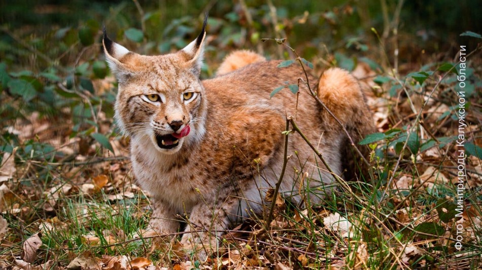 рысь-0715.jpg