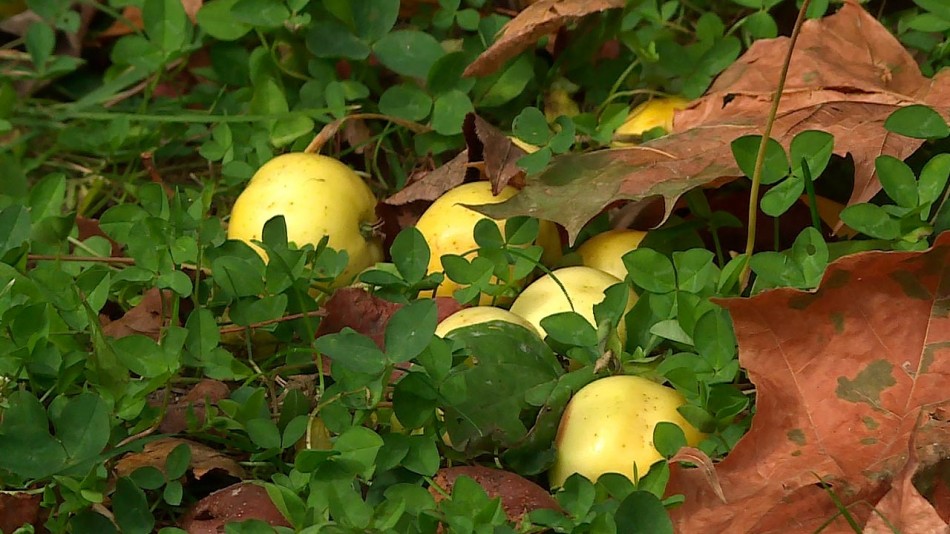 Погода-яблоки-листья-0921.jpg