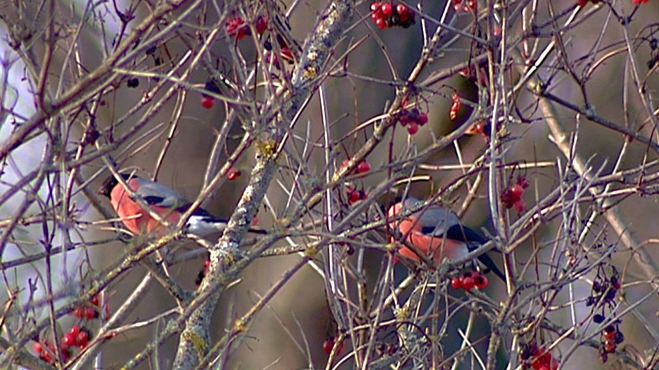 Снегири-рябина1115.jpg