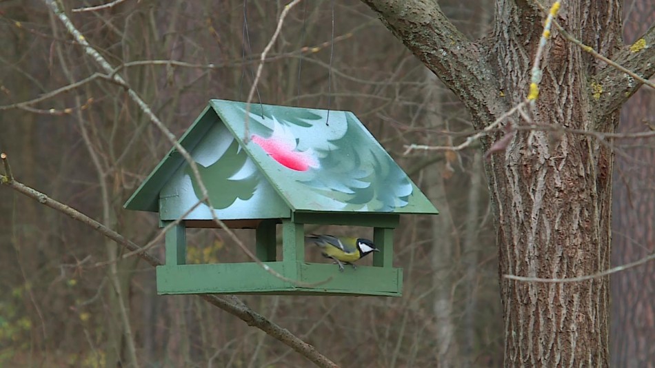 синица-птица-кормушка-11-11.jpg