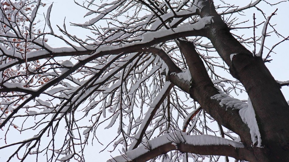 Погода-дерево-снег-1123.jpg