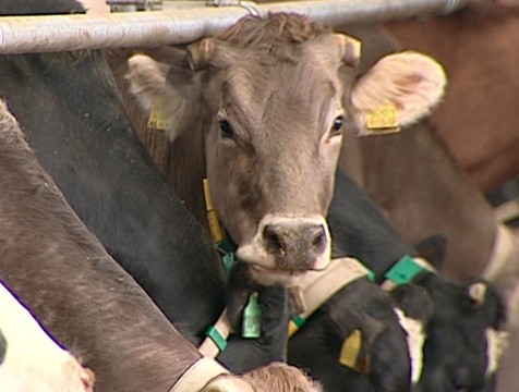 Молочное животноводство наращивает обороты в Калужской области