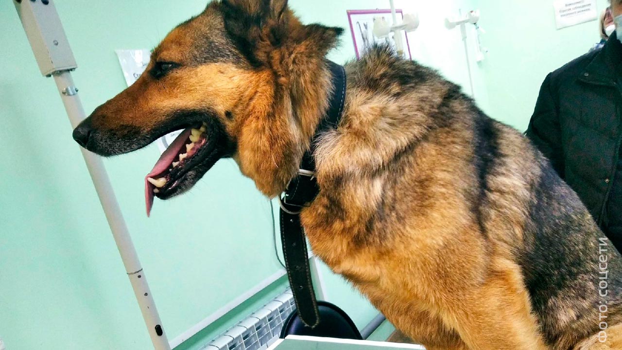 Пса Калуга. Собаке требуется операция. Притравочная станция Эверест. Собака с прессом. Собаке нужна операция