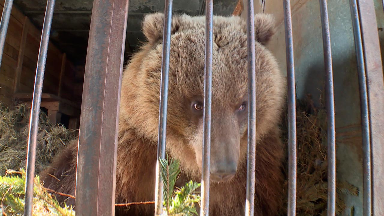 Из зимней спячки вышли калужские медведи – Мансур, Маша и Умка