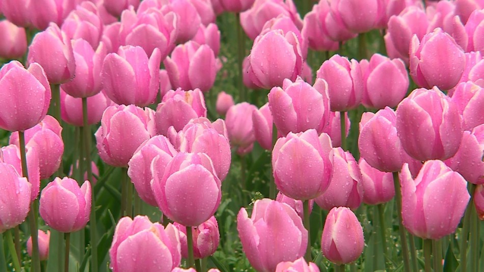 Тюльпаны-клумба-дождь-0529.jpg