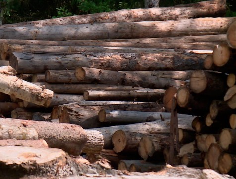 Число незаконных рубок леса в регионе сократилось на 46%