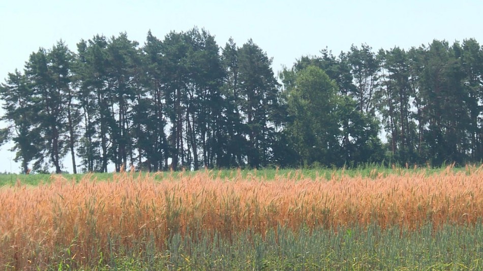 урожай-пшеница-0712.jpg