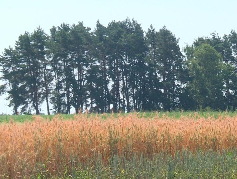Аномальная жара негативно повлияет на урожай картофеля и пшеницы