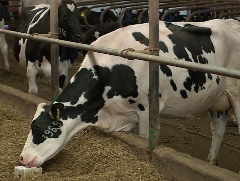 Свыше 216 млн рублей выделено на развитие молочного скотоводства в регионе в 2021 году